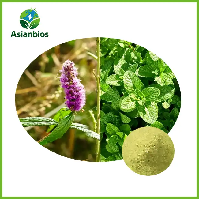 Elsholtzia stauntonii Powder with Mint Elsholtzia stauntonii Powder with Mint
